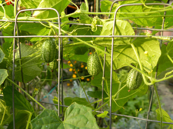 Vom Wachsen und Werden: Mexikanische Mini-Gurke (Melothria scabra)