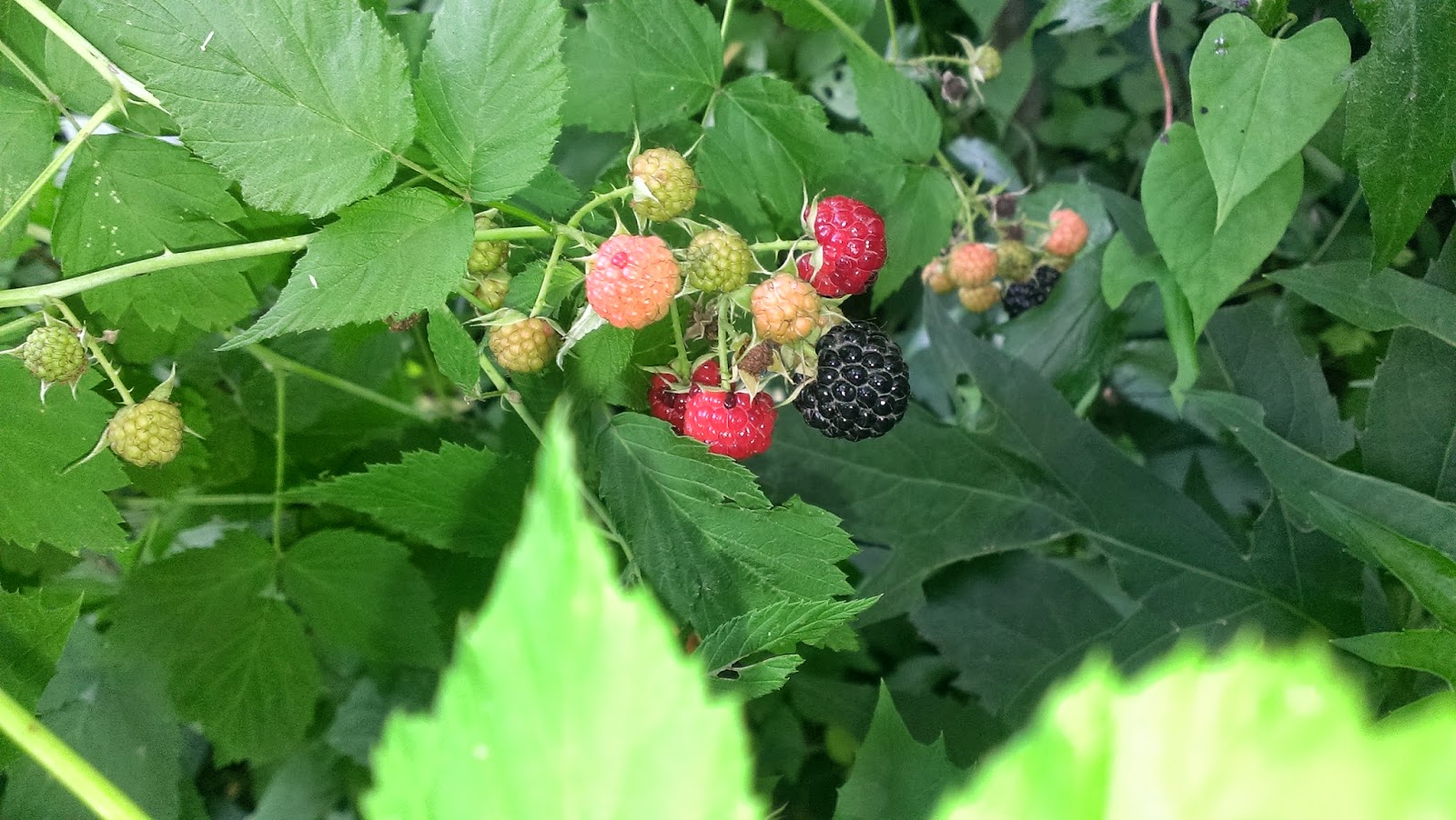 Observations in Agriculture Raspberry Season Started