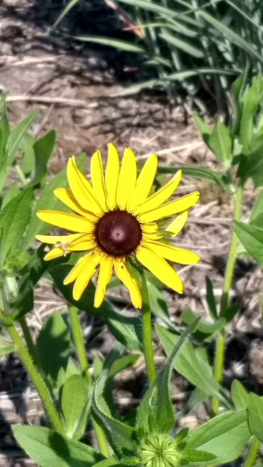 Colorful Fall Plants From Grumpy S Garden