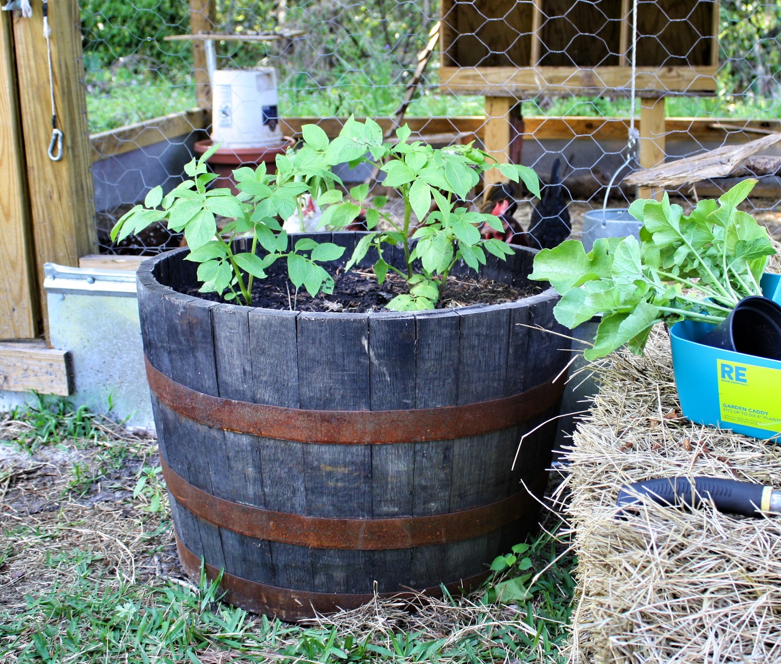 sew grown Growing potatoes vertically