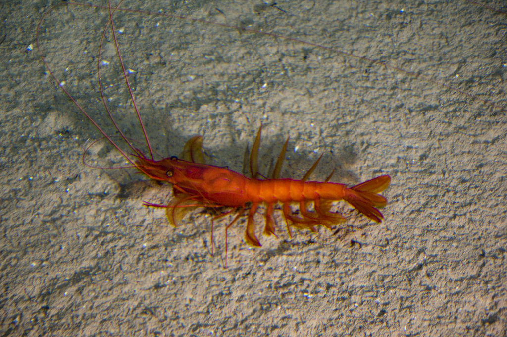 Indonesian Shrimp Farming Industry Production Factors Indonesia