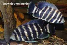Cíclido zebra Cíclido zebra