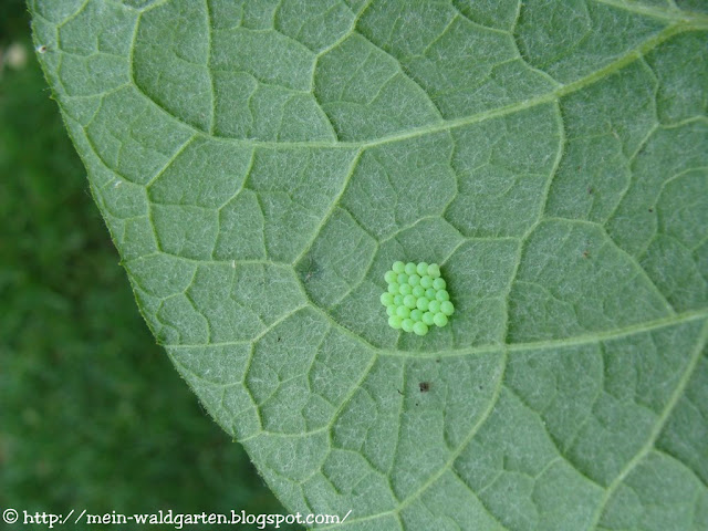 © Mein Waldgarten kleine grüne Eier