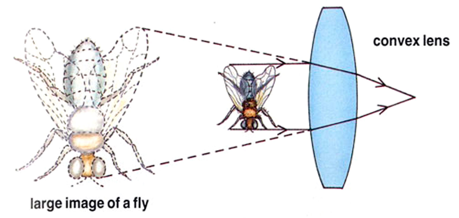 What are Convex and Concave lenses?