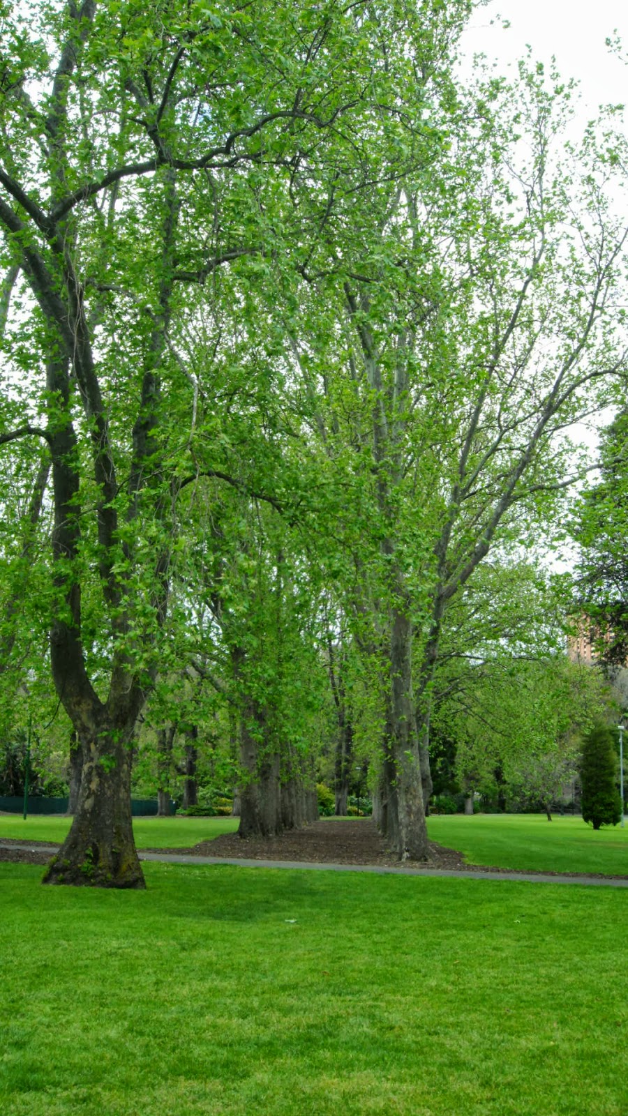 musings from the terrace Flowers that bloom in the spring tra la!