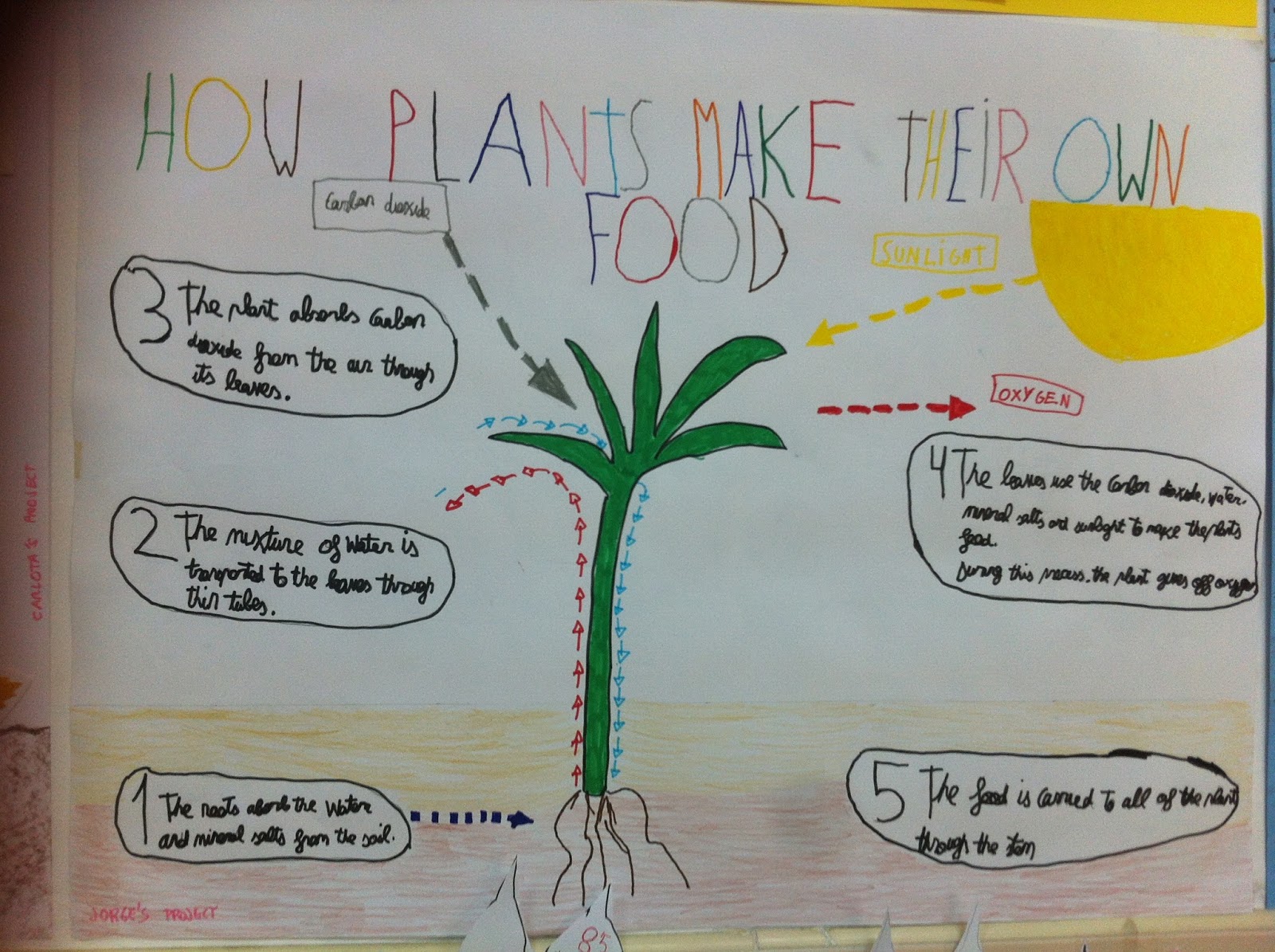 Some of the Projects Class 4 How plants make their own food