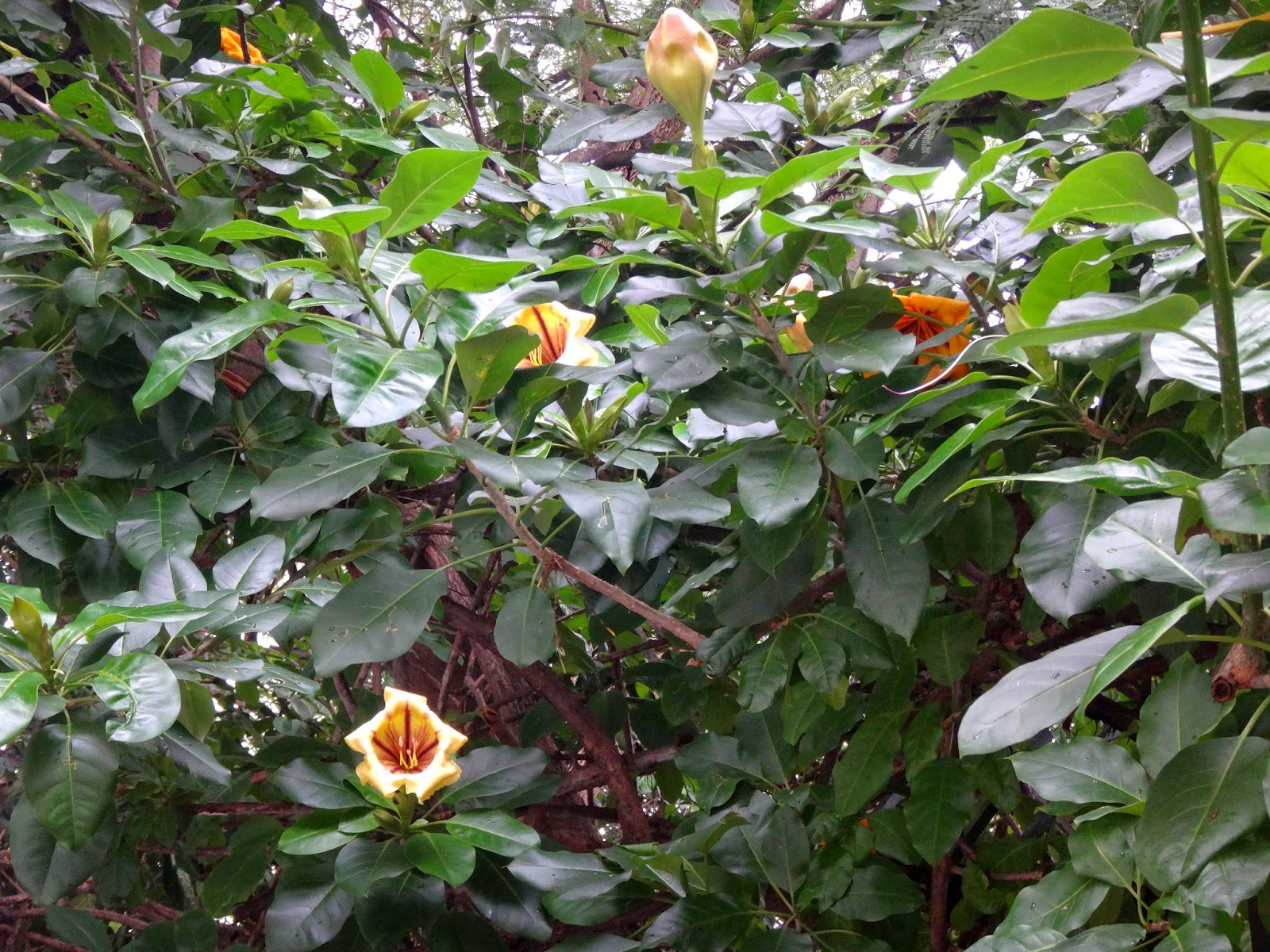 Uma flor por dia: Solandra