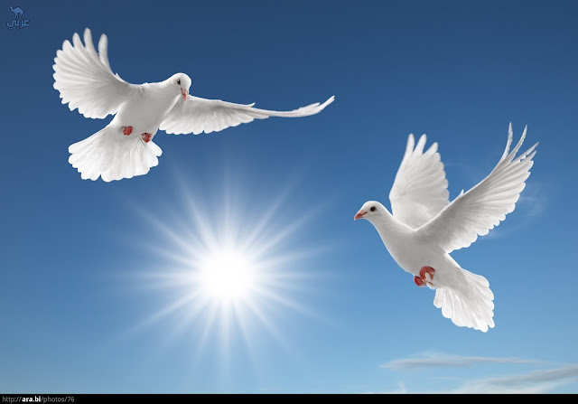 صور عن السلام-أجمل الصور المعبرة عن السلام وأروعها | معلومة في صورة صور عن السلام-أجمل الصور المعبرة عن السلام وأروعها | معلومة في صورة