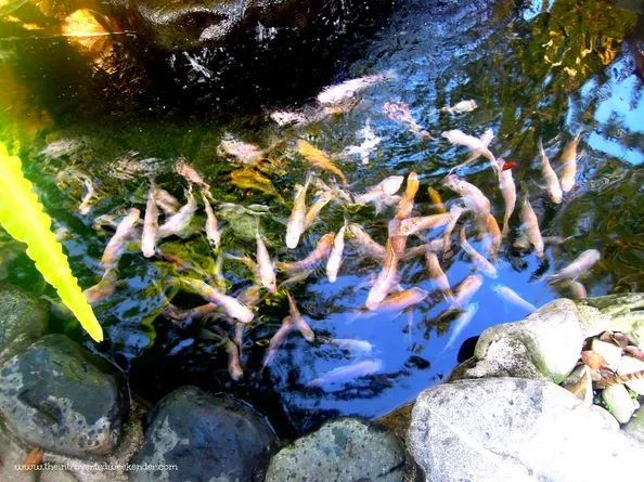 Koi pond at Baler Casitas Bed and Breakfast
