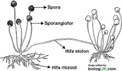 struktur tubuh jamur tempe (Rhizopus stolonifer) 