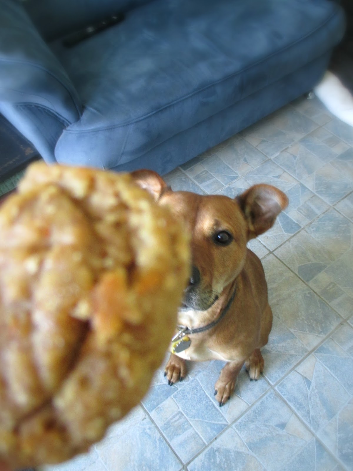 Just my Stuff Carrot and Oat Dog Cookies