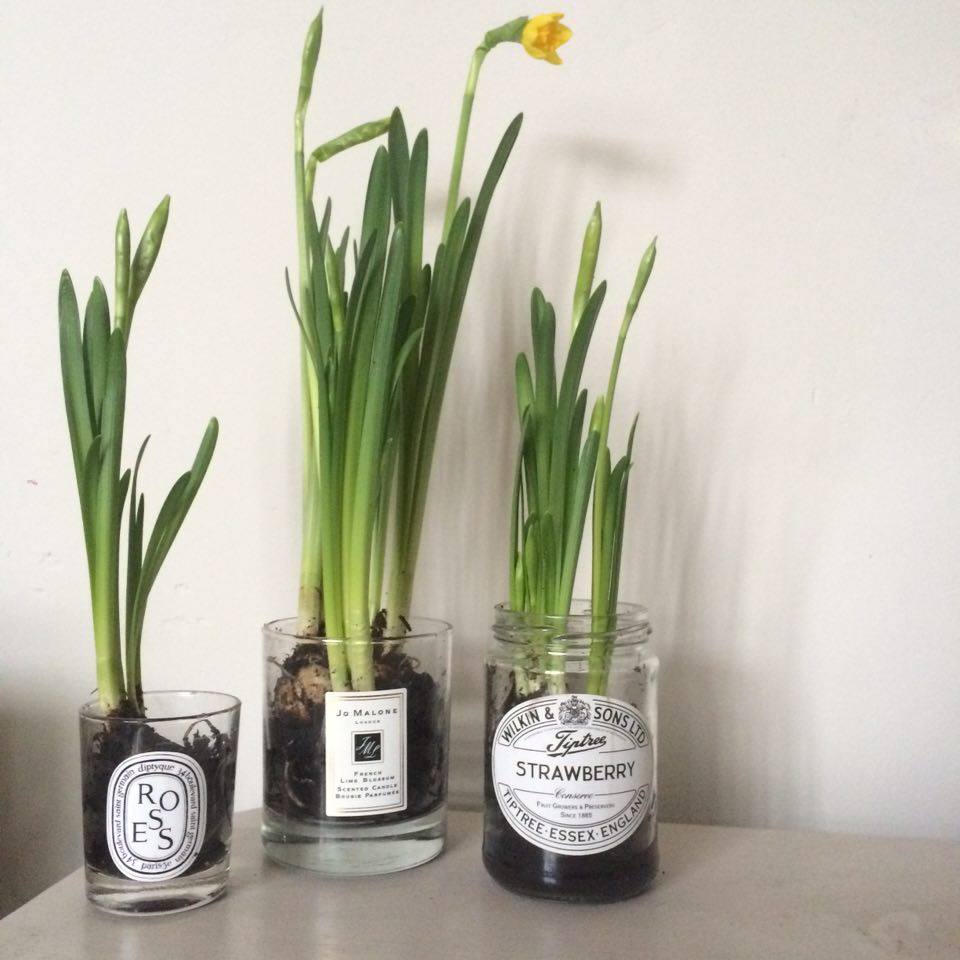Spring Bulbs in Old Jars Roses and Rolltops
