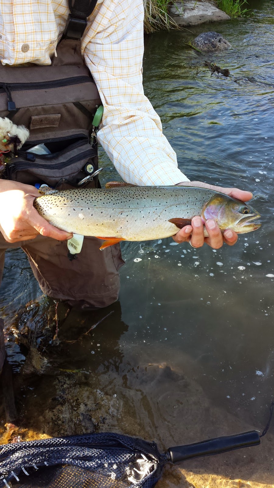 Idaho Fly Fishing Idaho Fly Fishing
