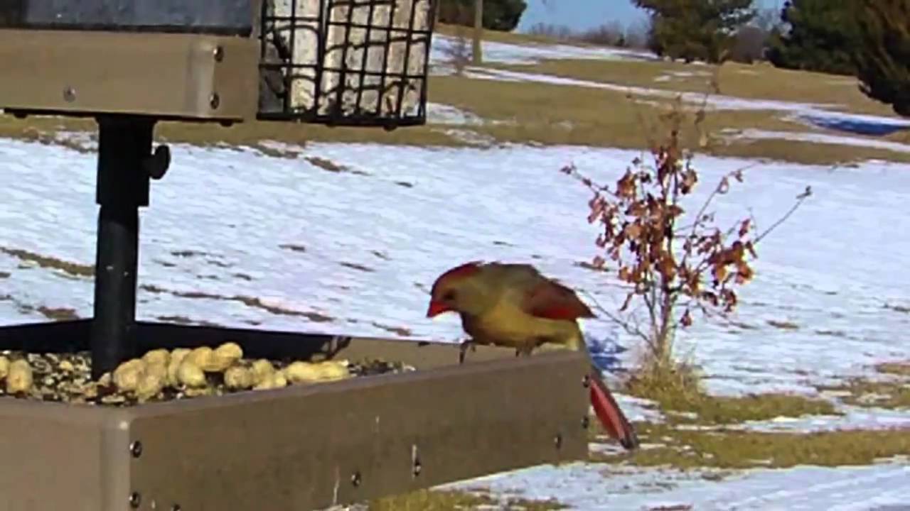Bird In Everything Birdhouse For Cardinals