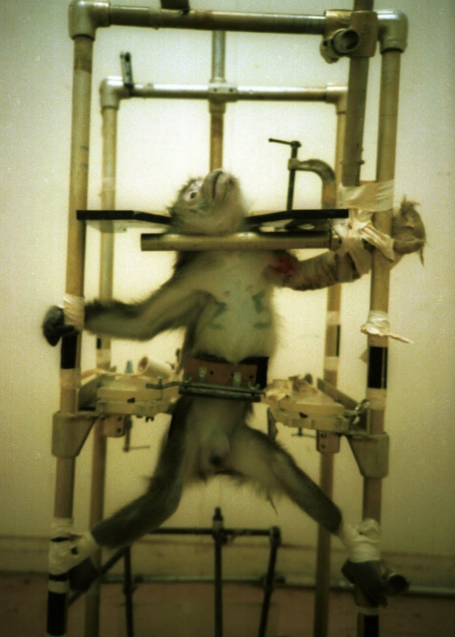 El mono Domitian, símbolo de la lucha contra la crueldad de los seres "humanos" hacia los animales.