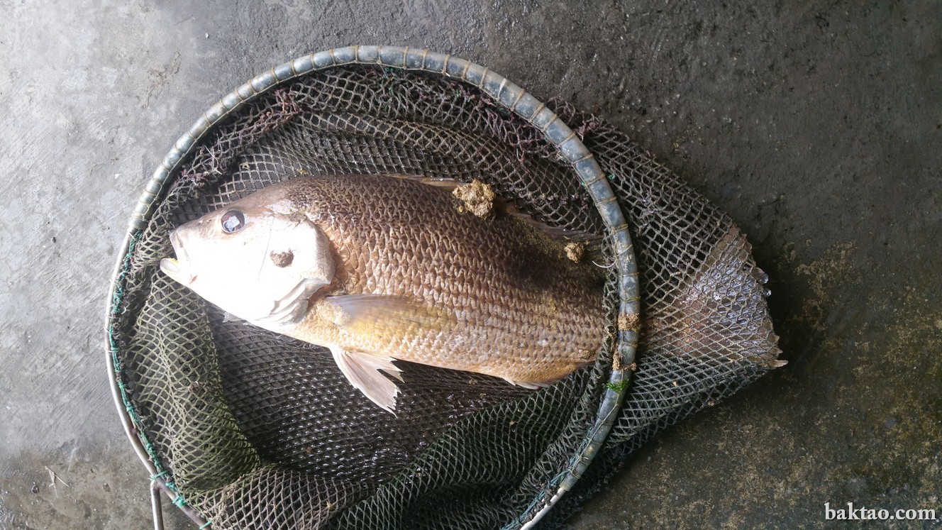 8 reasons why Aunty Pond at Neo Tiew Crescent is one of the best