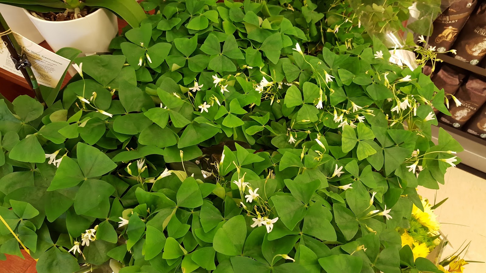COHorts Luck O' the Irish! Shamrocks rock