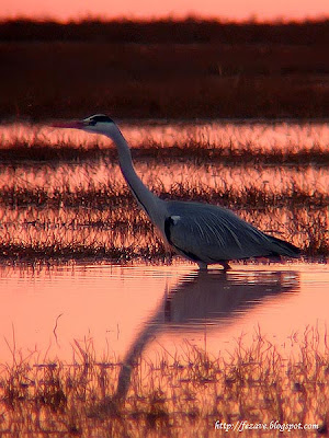 Garza real al anochecer