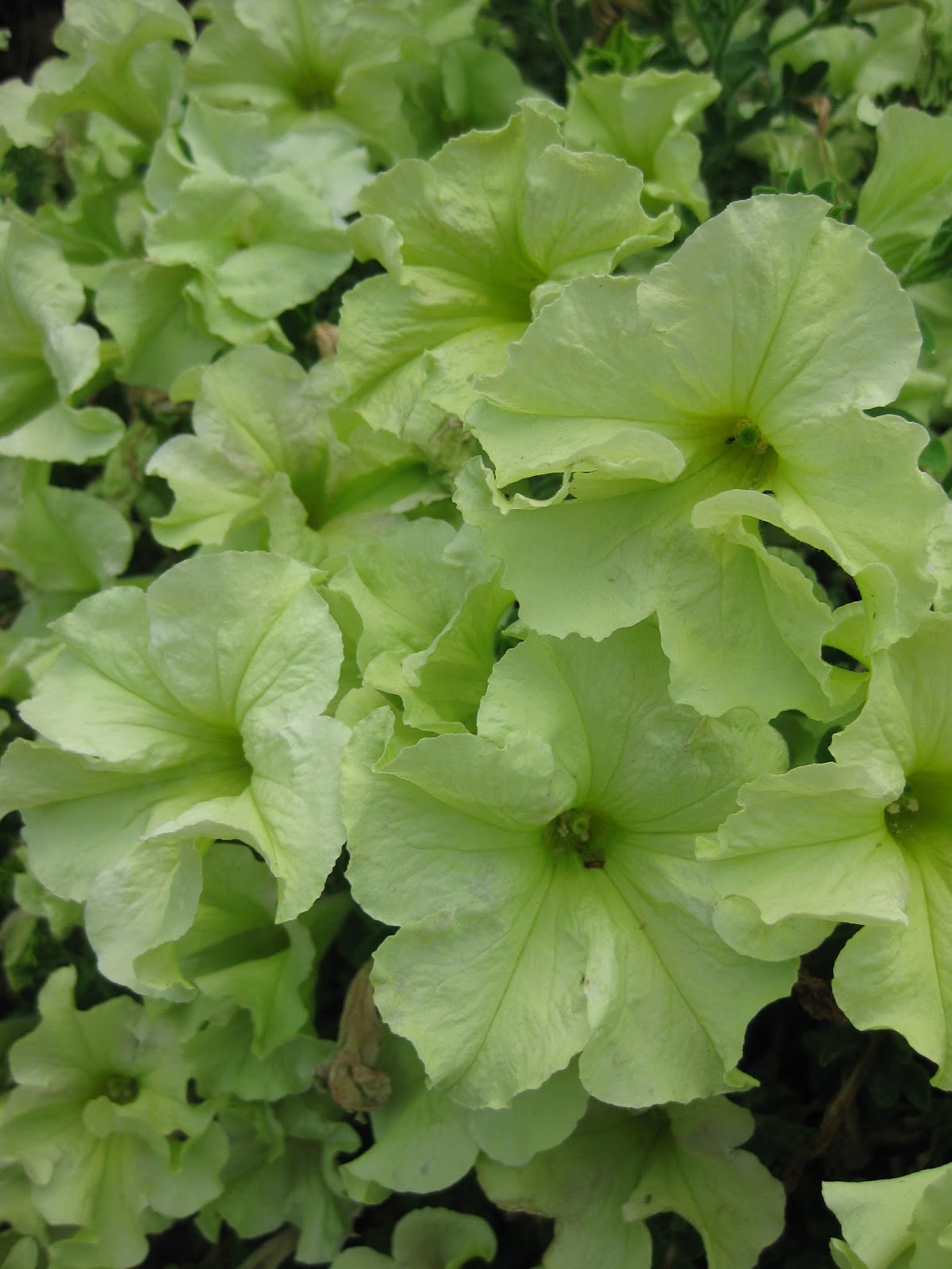 Green Flowers Rotary Botanical Gardens