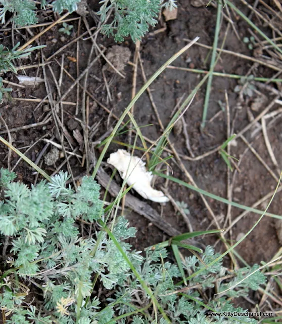 wildlife at the angel fire wine and wagyu weekend