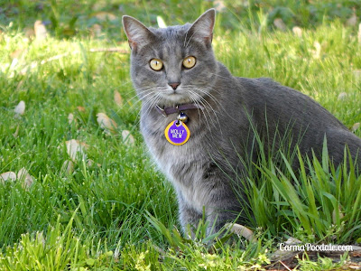 Molly the cat has shiny coat from eating Purina Pro Plan