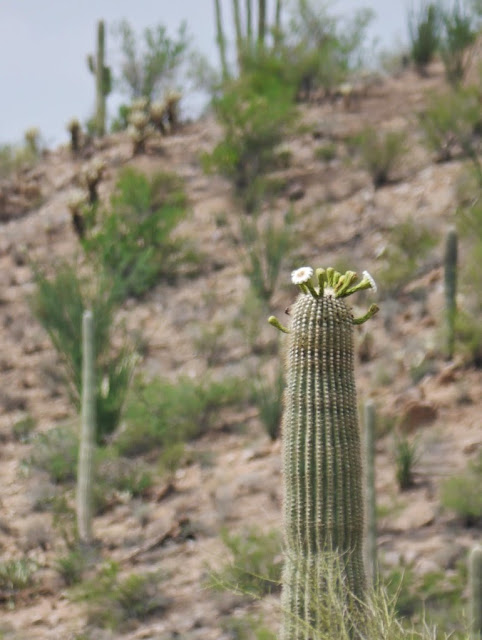 Saguaro National Park Tucson Arizona 