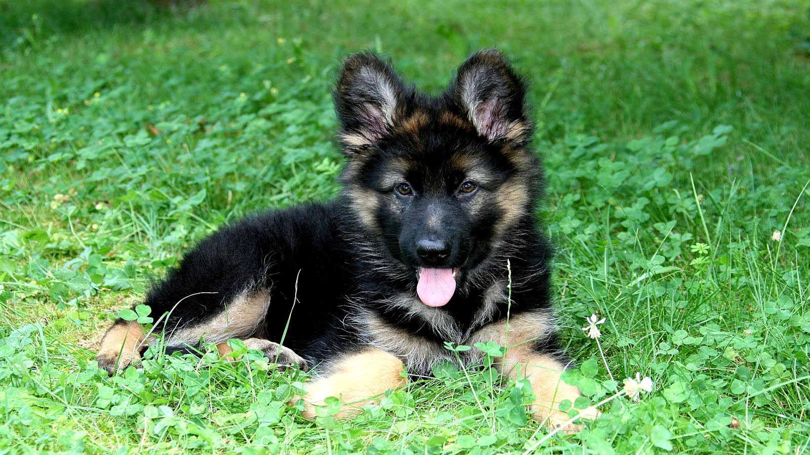 Registered German Shepherd Puppies - German Choices