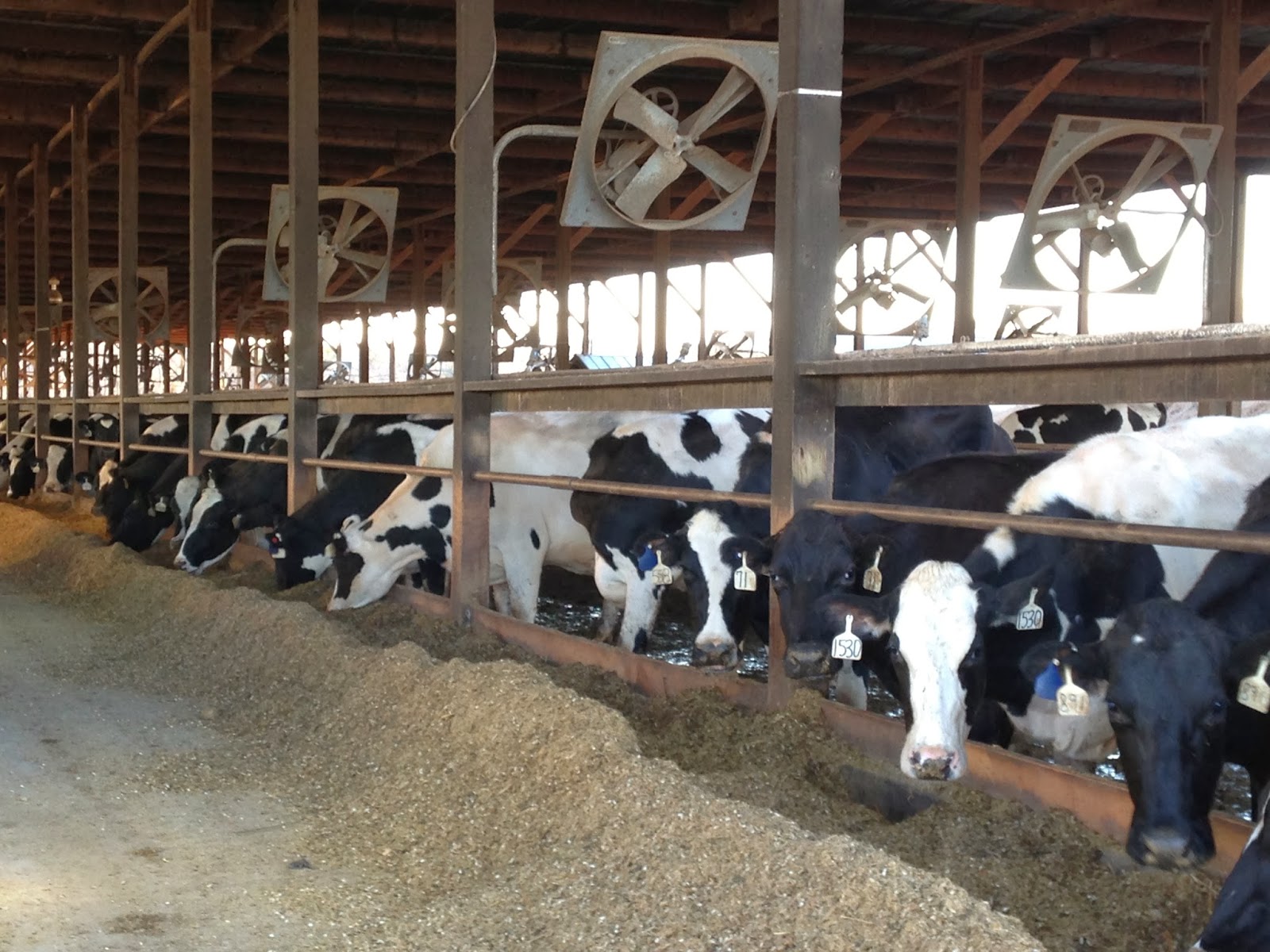 Kimmi's Dairyland Dairy FAQ How does the dairy industry create jobs?
