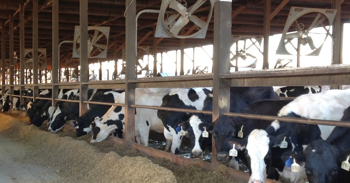 Kimmi's Dairyland Dairy FAQ How does the dairy industry create jobs?