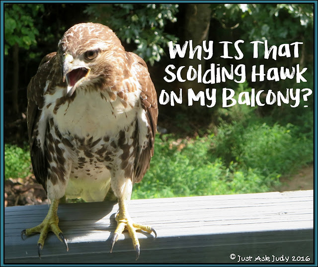 Read about the hawk on my balcony. A free photo writing prompt appropriate for first, second, and third graders is included. 