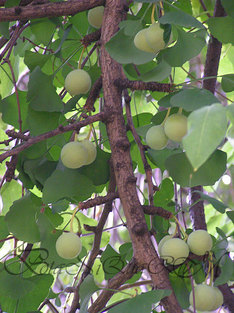 Botaniquarium - Ginkgo biloba fruit