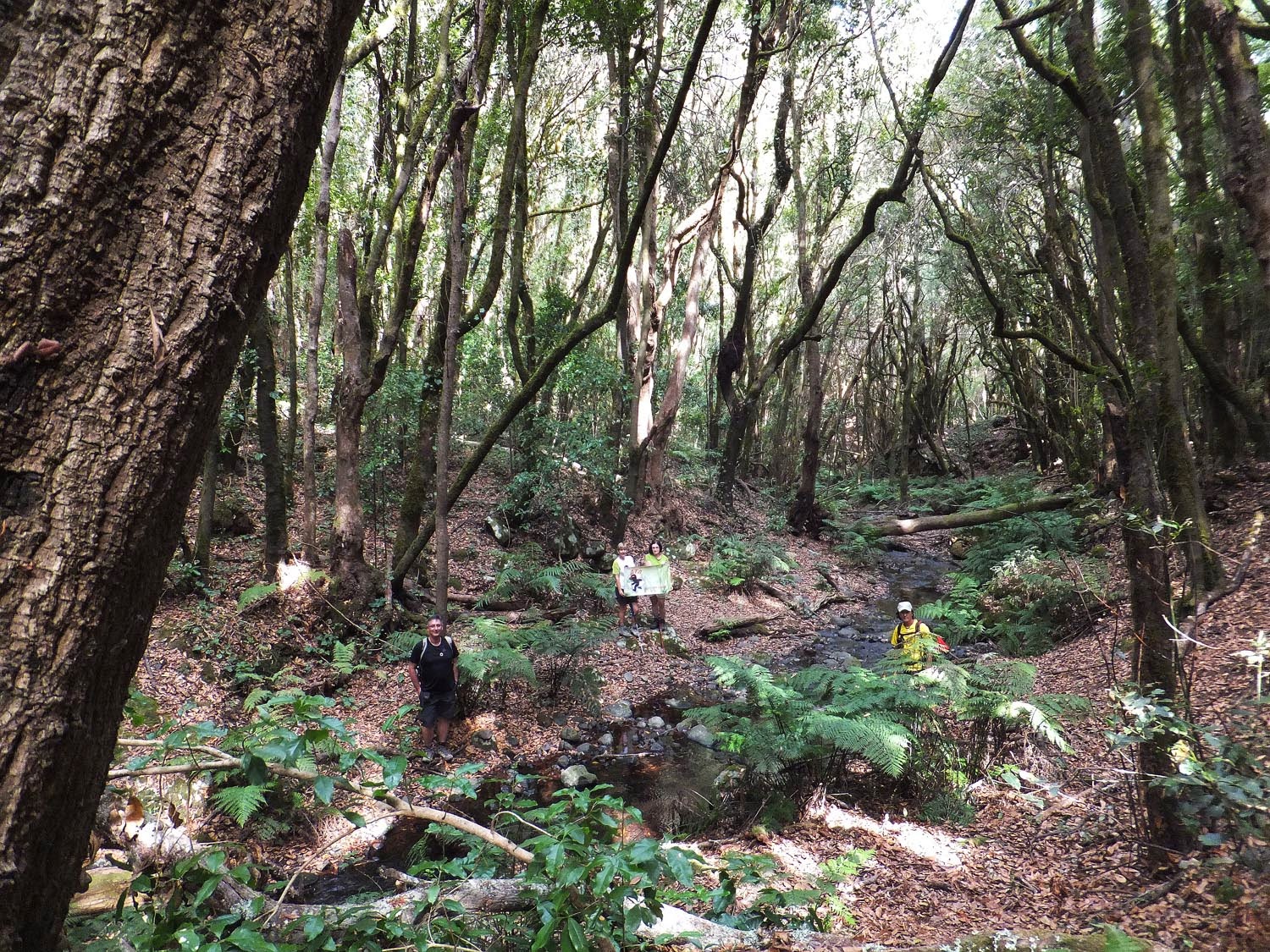 Parque Natural de Garajonay (Isla La Gomera)