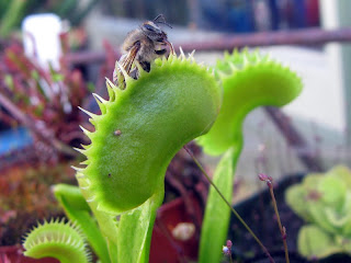 Carnivorous Plants | Mixed Meters