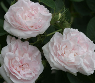 My Enchanting Cottage Garden What Is An Heirloom Rose