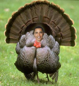 turkey gobble httf thoughts fast travel happy turkeys always why go