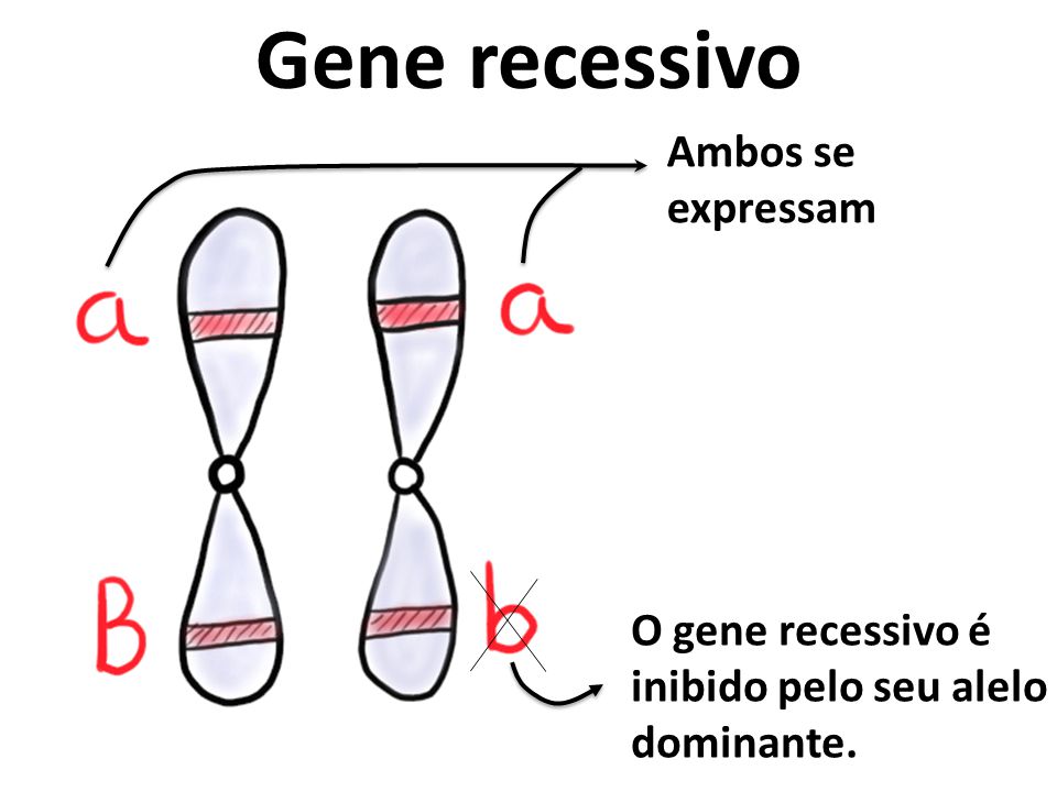 Blog de Biologia Princípios básicos que