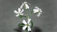 Silene stenophylla