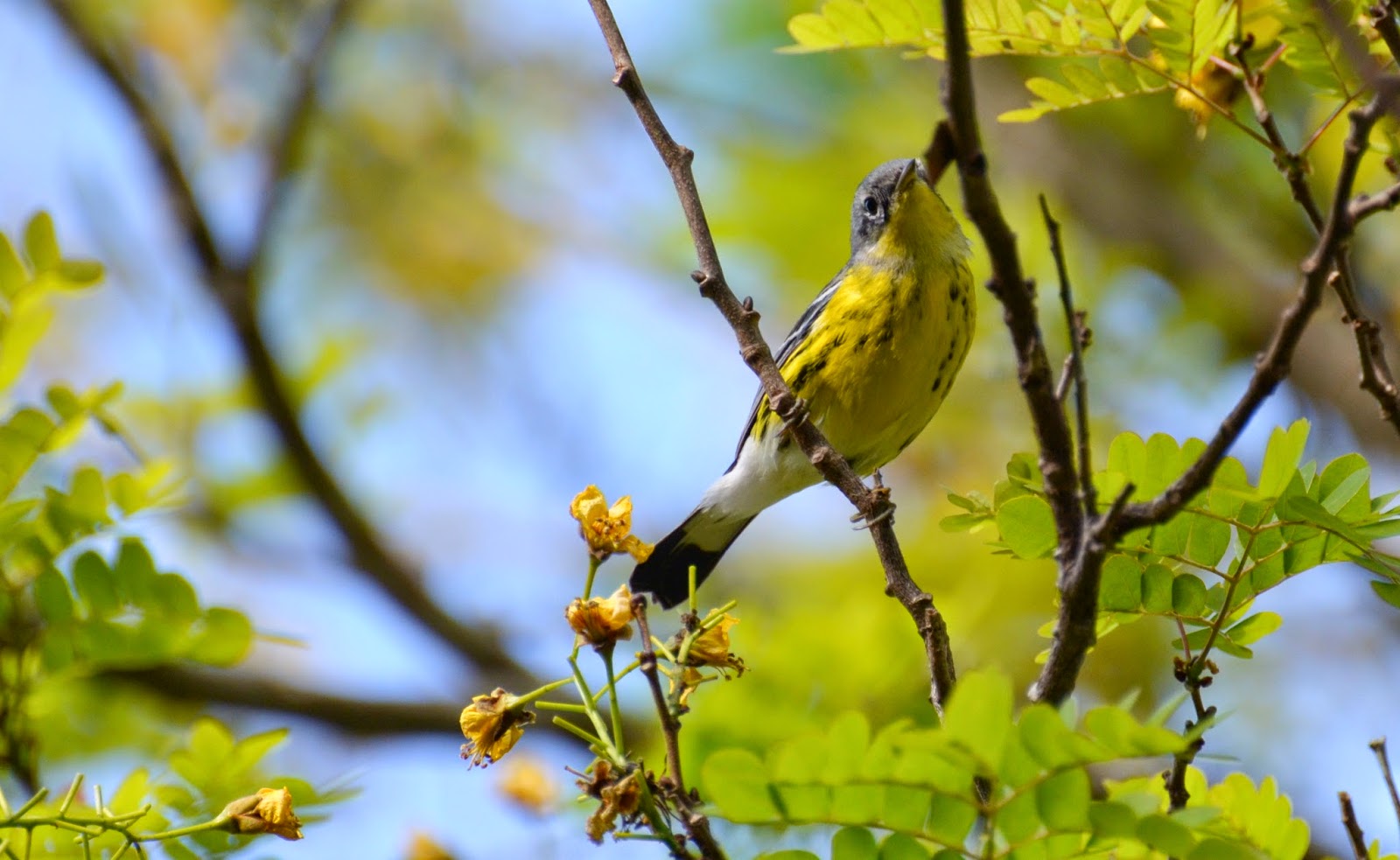 Baugh's Blog: Photo Essay: Birds of Cozumel, Mexico