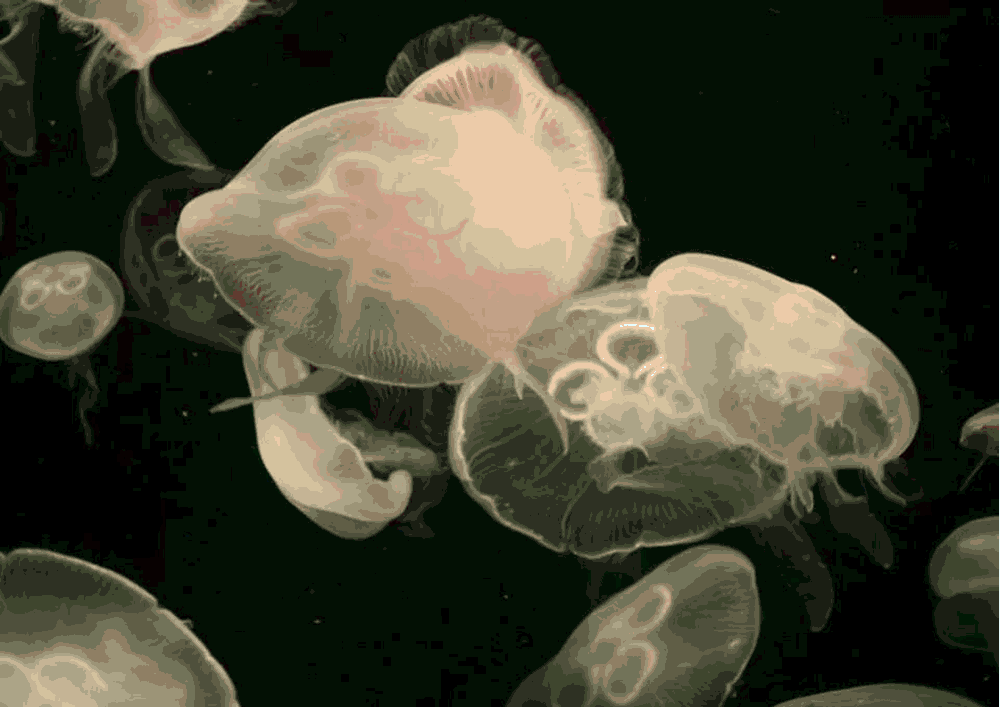 Lily Lee Animated gif