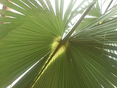 Sollys skinner gjennom et stort palmeblad