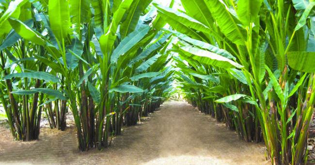 Blog de las Cinco Llagas: Formación cofrade: ¿Sabes qué es el ABACÁ?