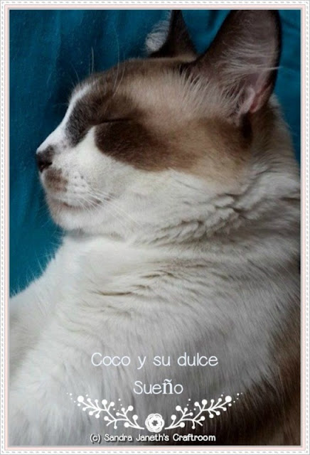 Gatos, Coco