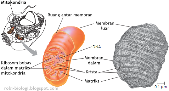 Hasil gambar untuk mitokondria campbell