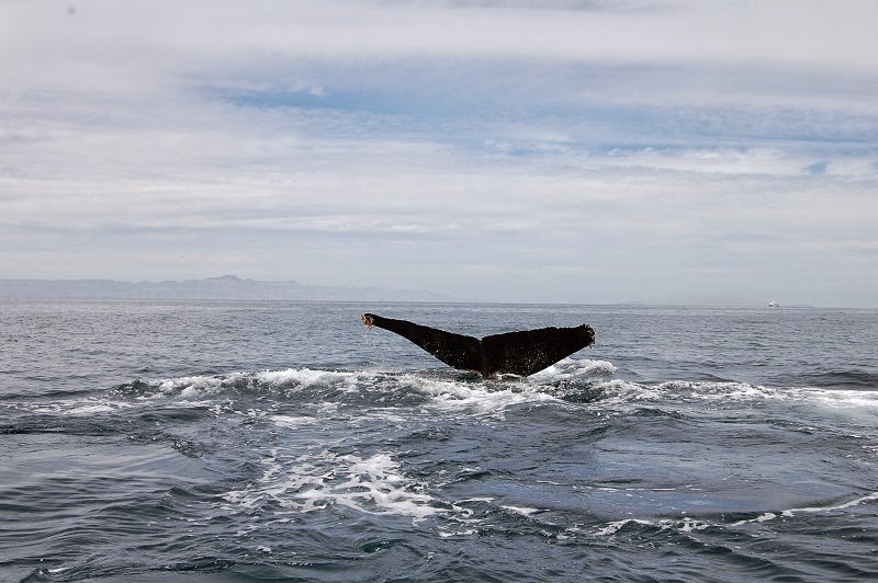 balene liebre baja california