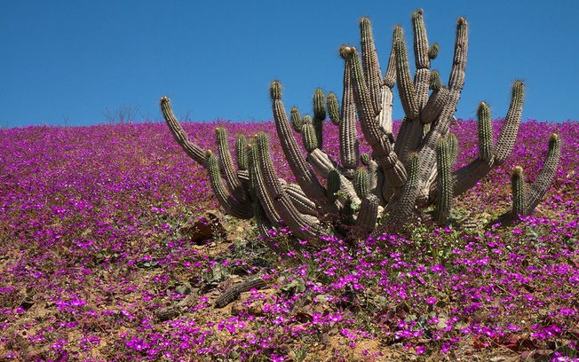Exemplo De Estados Que Possuem O Tipo De Vegetacao Caatingas