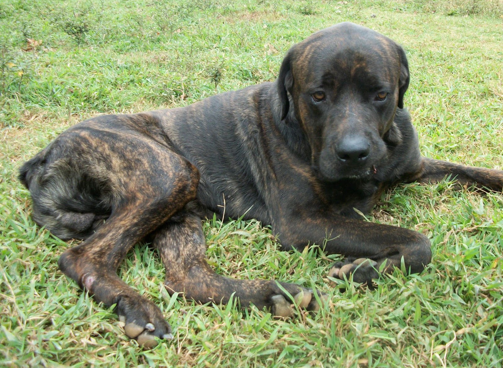 Cane Corso Rescue Snuggle Bear NC Young, Male ADOPTED!!