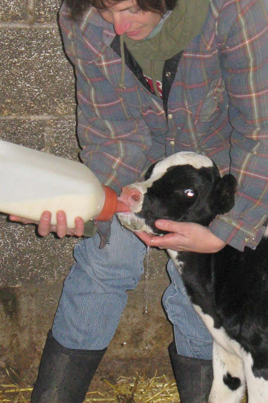 Happily married...to the cows!: Raising Calves...part 1...