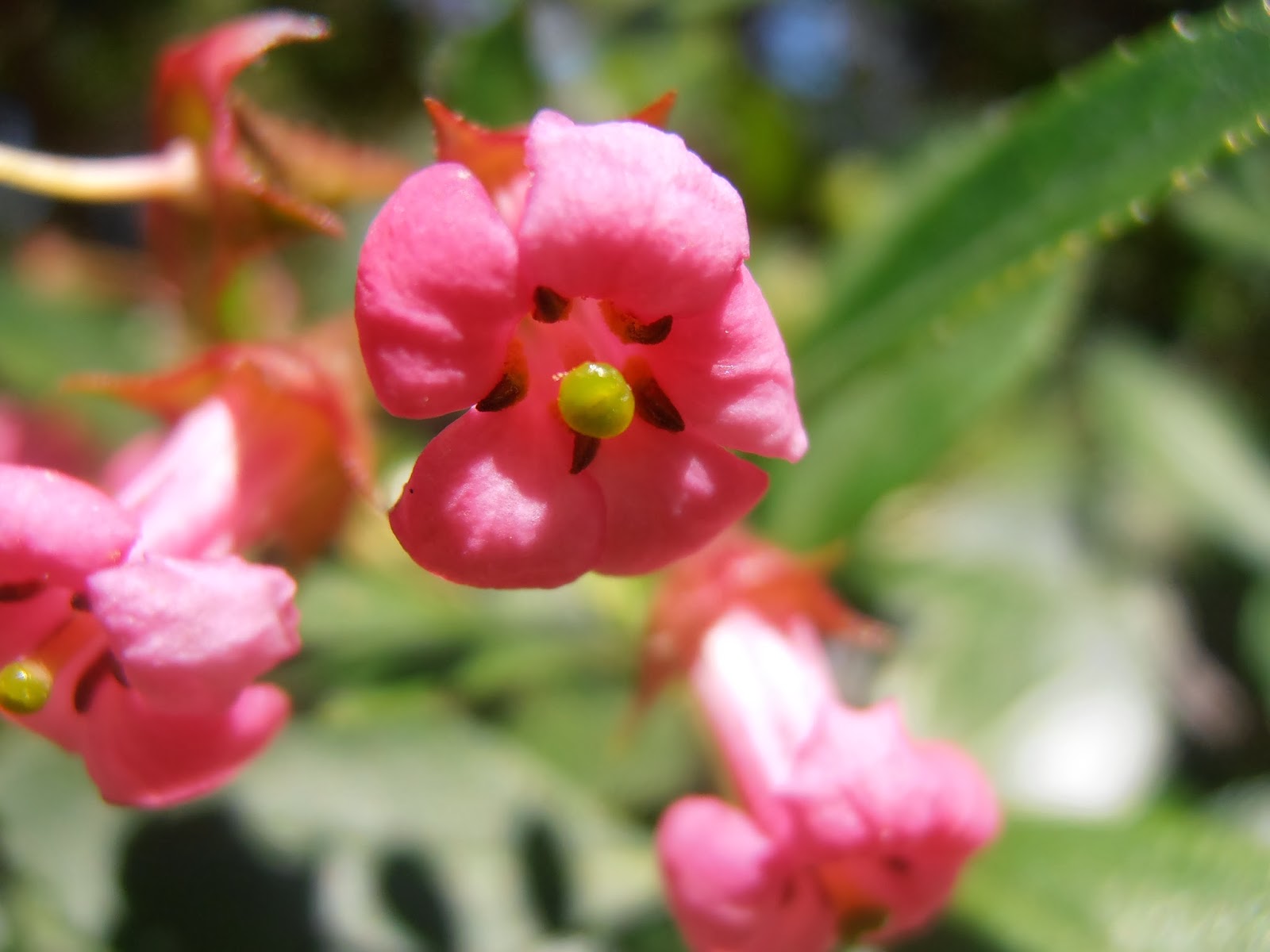 flor-de-escalonia-escallonia rubra