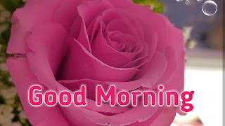 good morning good morning