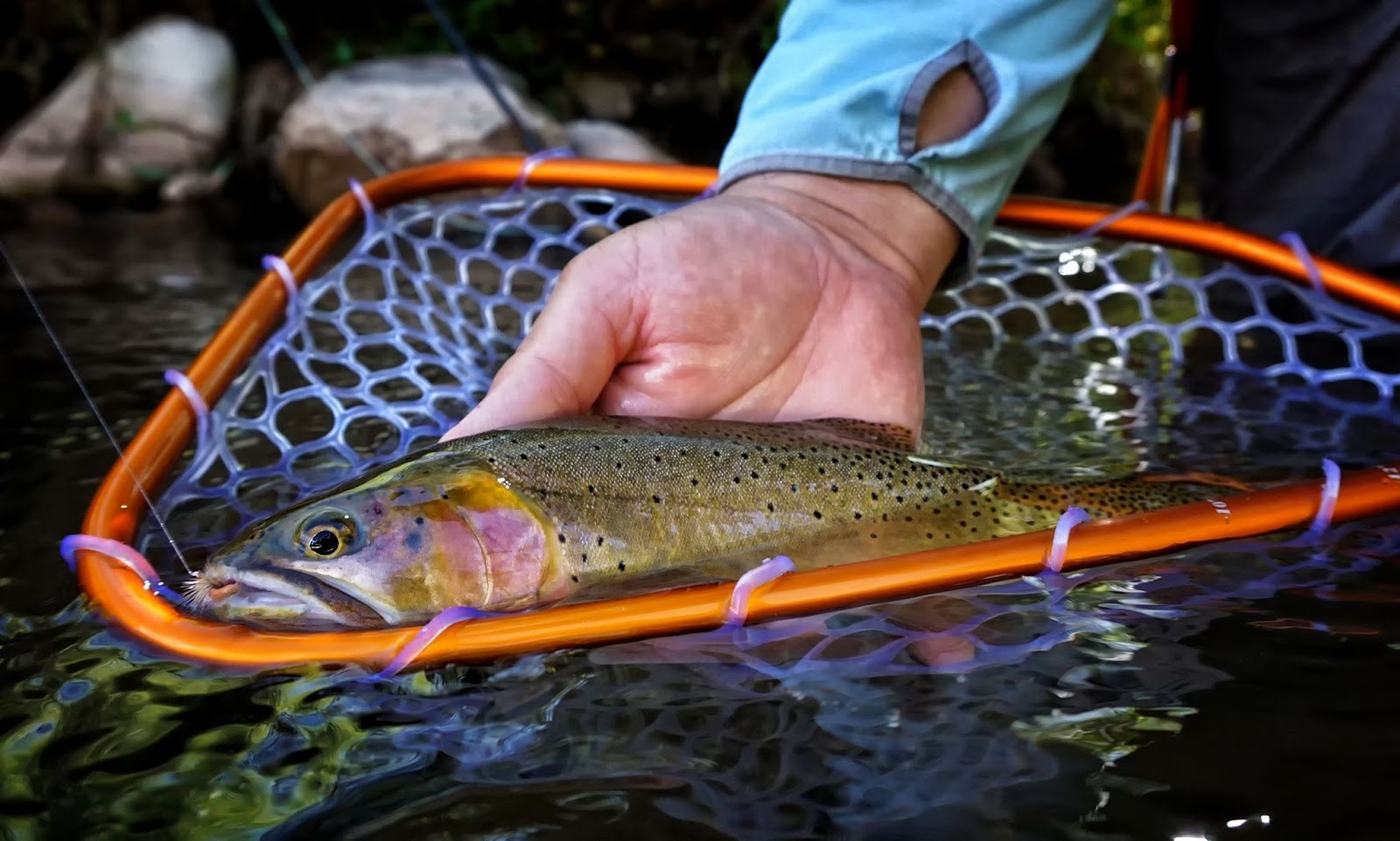 Cinnamon Toast Ant Fly Fish Food